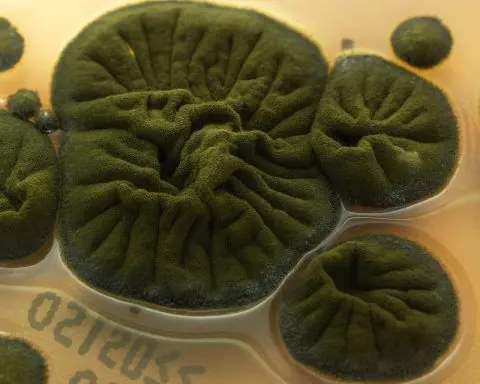 Chernobyl’s ‘Radiation‑Eating’ Black Fungus Could Help Protect Astronauts on the Moon and Mars