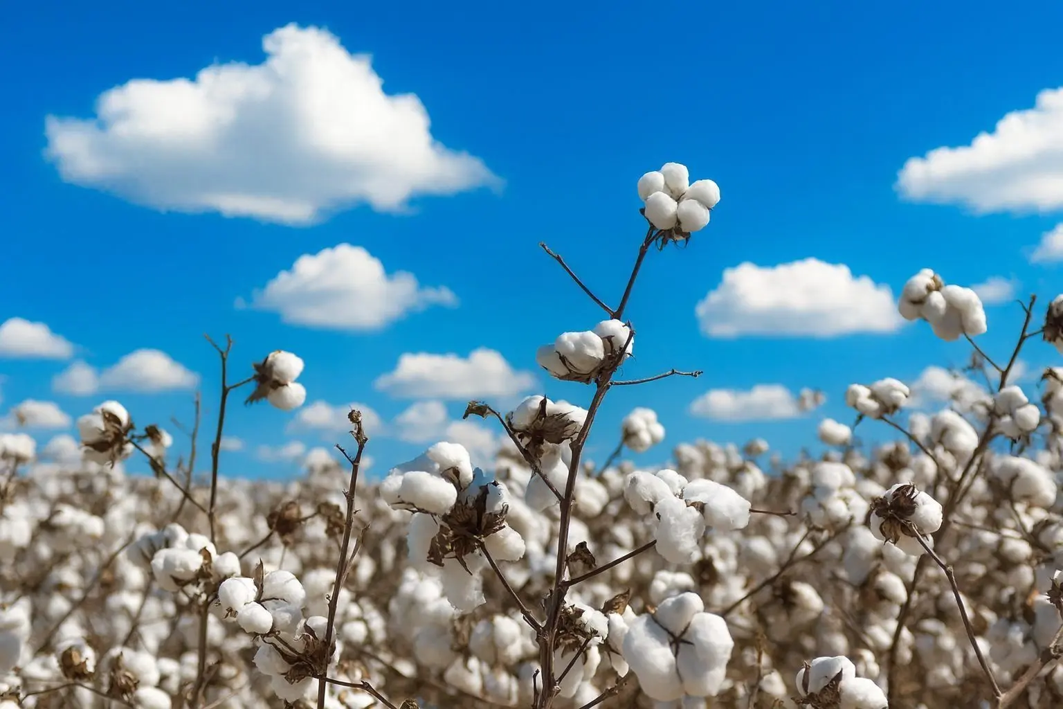 Cotton Price Forecast for December 2025: USDA Lowers U.S. Price Outlook as ICE Futures Grind Sideways