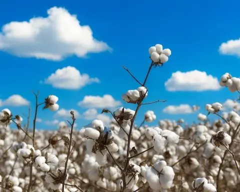 Cotton Price Today (16 December 2025): ICE Cotton Hovers Near 64¢ as Dollar Softens; Forecasts Signal Range-Bound Trade Into 2026