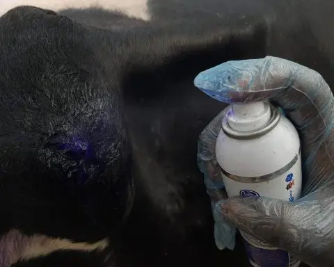 France Lumpy Skin Disease Outbreak: Farmers Block Roads as Mass Cattle Culls Expand in Occitanie